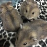 ハムスター♀ サムネイル2