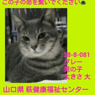 里親様決定!! ありがとうございました!! 