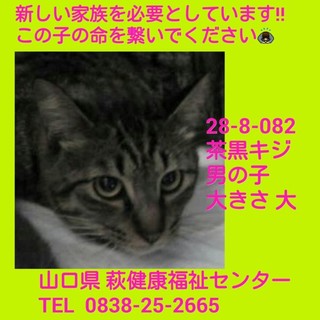 里親決定！ ありがとうございました!!