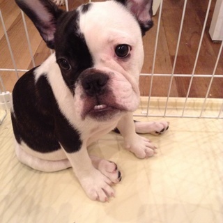 里親様が決まりました