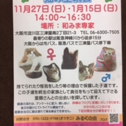 第2回みるくの会 「猫の里親会」 サムネイル1