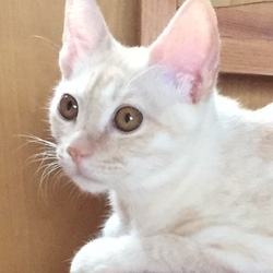 第2回みるくの会 「猫の里親会」 サムネイル2