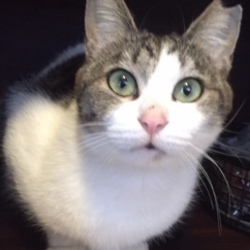 第2回みるくの会 「猫の里親会」 サムネイル3