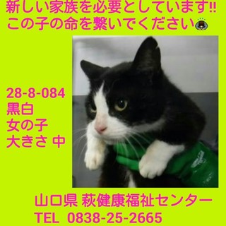 期限11月3日迄‼ 可愛い黒白の女の子です