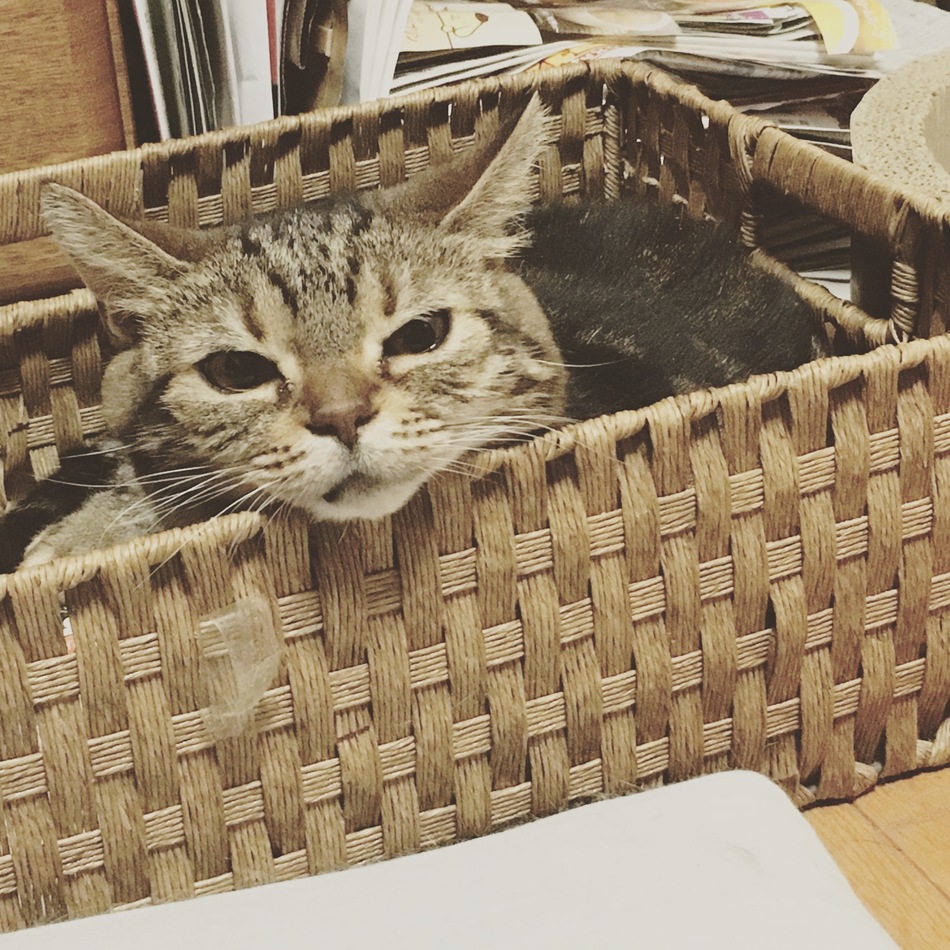 チョコのカバー写真