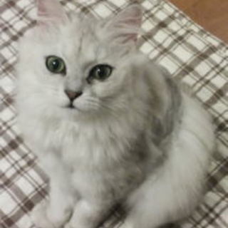 ゴージャスなチンチラ、ザモンちゃん