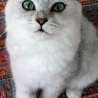 チンチラ・美しいザモンちゃん