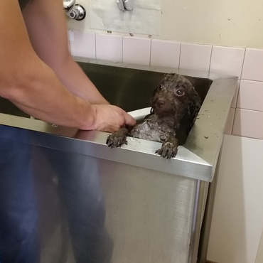 シャンプーは苦手だけどこのあとのご褒美欲しいから頑張る！！