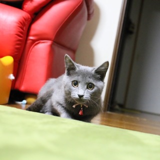 ありがとうございます♪ロシアンブルー風の美人子猫☆