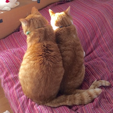 翔ちゃんときのこ。