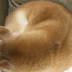 「マイクロバブルでツヤツヤ」サムネイル1