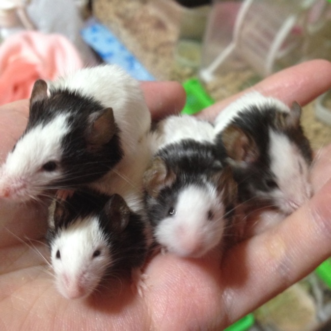 ヒメリア･ラグドールのカバー写真