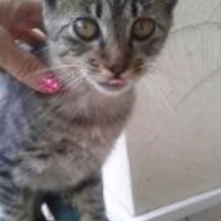 キジトラの女の子「きじ太と」です‼