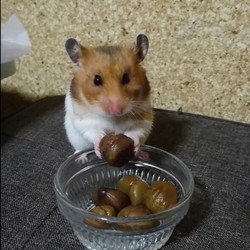 甘栗を上手に食べるモモちゃん