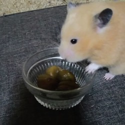 丸い甘栗に苦戦するモモちゃん(キンクマ)