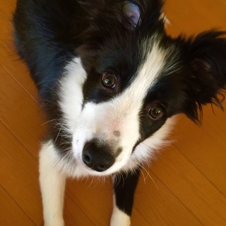 里親さん、見つかりました。