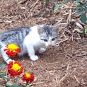 母猫と兄弟を亡くした子猫