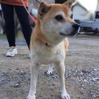 柴犬の飼い主さん募集‼️