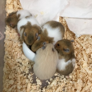 ゴールデンハムスターの赤ちゃんが産まれました！