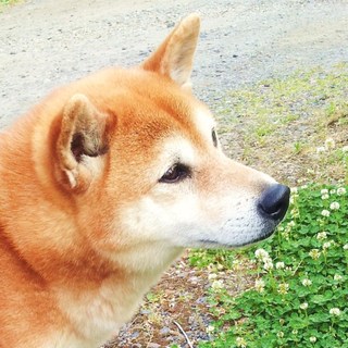 人懐こい柴犬キング♂6歳