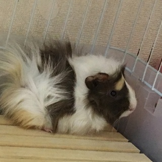 再度募集します。