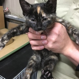 8月末産★サビ★黒・茶★猫エイズ・白血病陰性