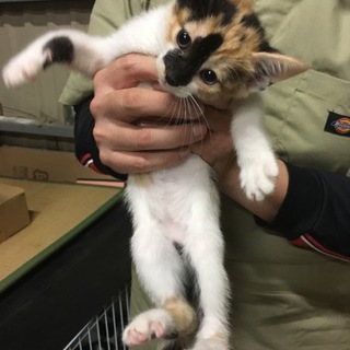 里親決定！三毛猫の女の子★猫エイズ・白血病陰性