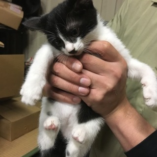 里親決定★白黒★おヒゲ★猫エイズ・白血病陰性