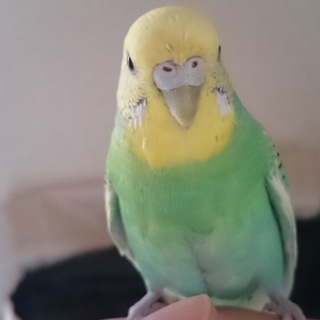 再募！セキセイインコの里親様募集