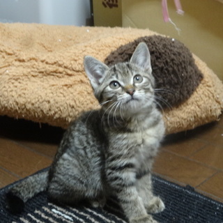 こころちゃん2カ月、ちびちび女の子です