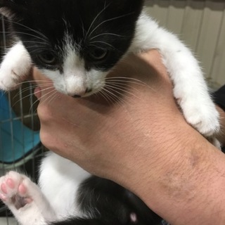 里親決定！白黒★ちょびヒゲ★