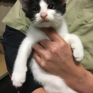8月末産！白黒★はなしろ★猫エイズ・白血病陰性