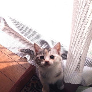 ※現在他サイトにて交渉中