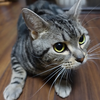 ２歳のアメショー、去勢済み、室内飼い、ワクチン済み