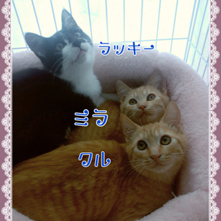 茶トラ ハチワレ 甘えん坊