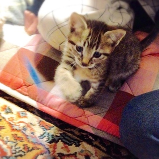 ※他サイトにて交渉中