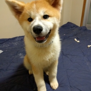 優しく賢く穏やかな秋田犬アキ♀７ヶ月