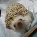 ハリネズミの女の子です