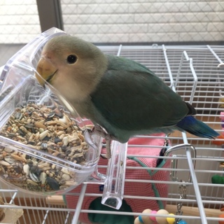 コザクラインコの里親募集