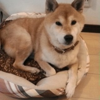 柴犬タロー君　男の子里親決定いたしました