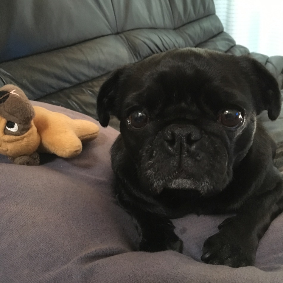 さくらのカバー写真