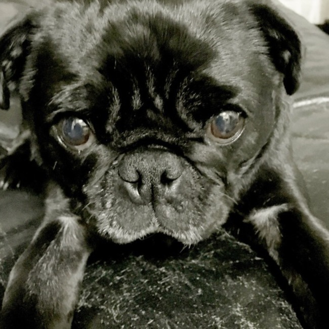 ぱぐたぬのカバー写真