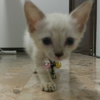 保護猫   可愛い子猫ちゃん^O^