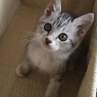 テト