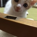 茶トラ チャホ