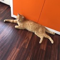 2歳位のオス 犬みたいに人なつっこい甘えん坊
