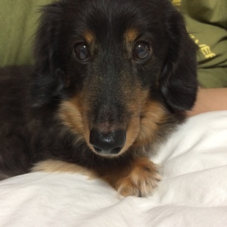 優しい里親さん募集！