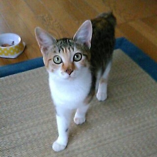 至急 期限あり きれいな三毛猫ちゃん 