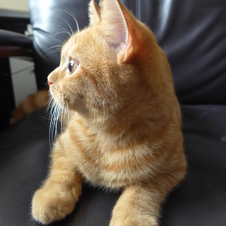 スコテッシュホールドの甘えん坊の男の子