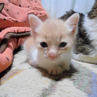 全力で鳴いて命を繋いだきなこ♂ちゃん